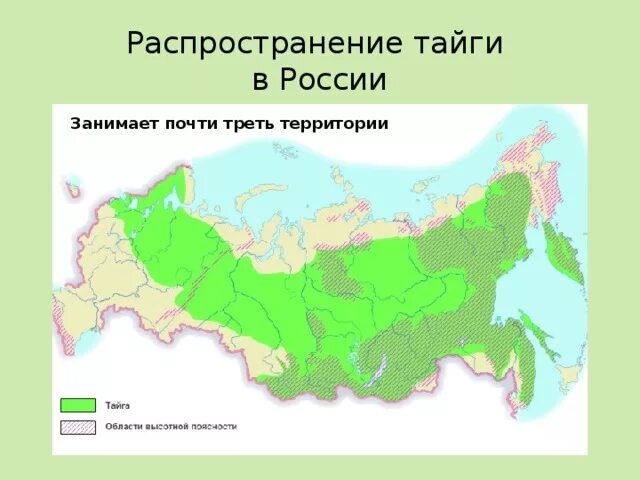 Какую территорию россии занимает тайга. Территория тайги на карте России. Тайга на карте России природных зон. Географическое положение тайги в России на карте. Распространение тайги в России.