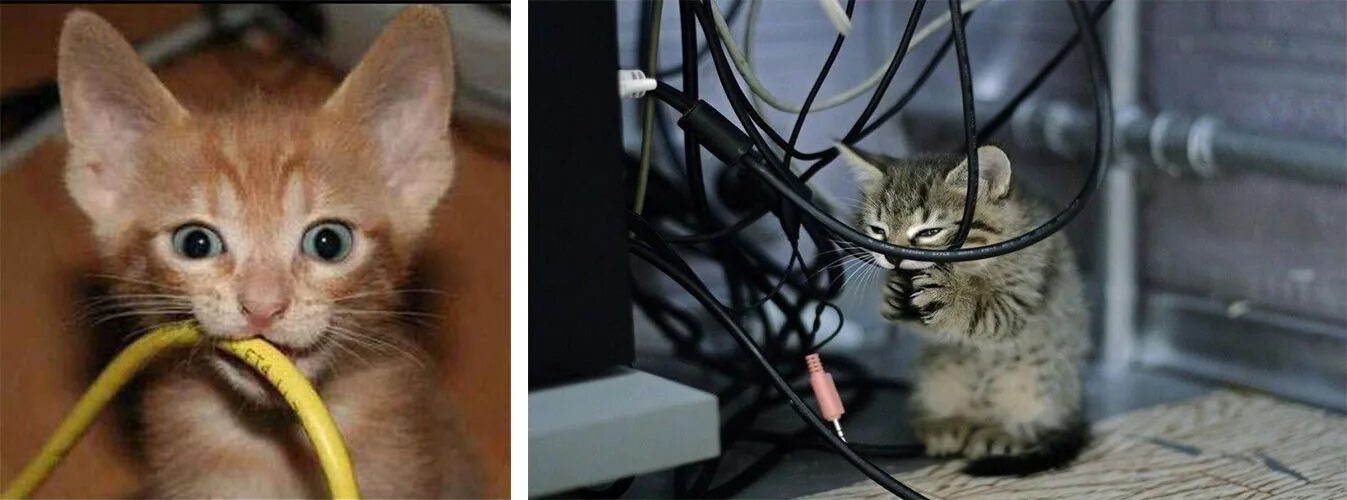 Котик с наушниками. Котики и провода. Кот и провода. Кусать провода. Котик перегрызает провод.