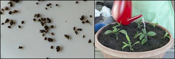 Heliotropium europaeum - Image of an specimen - Plantarium