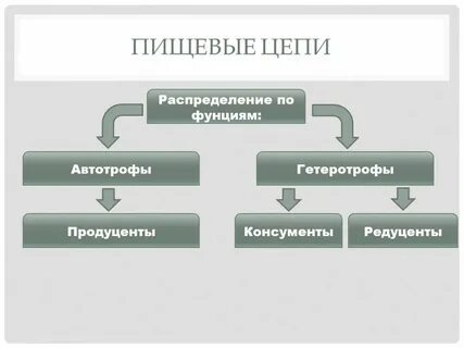 Гетеротрофы продуценты