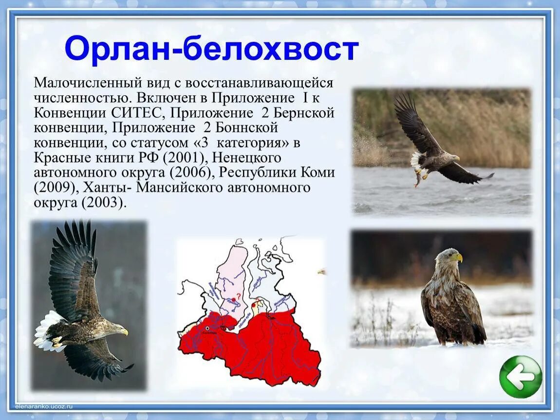 Почему орел назвали орлом. Орлан-белохвост белоголовый. Белохвостый Орлан ареал обитания. Байкальский заповедник Орлан белохвост. Белоголовый Орлан ареал обитания.