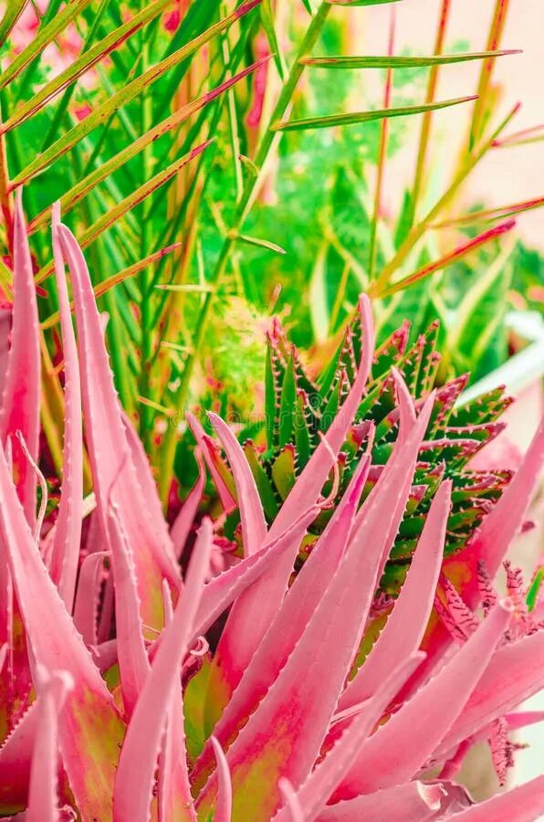 Розовый алоэ. Алоэ Пинк Блаш. Aloe rauhii ('Pink blush'). Алоэ с розов.