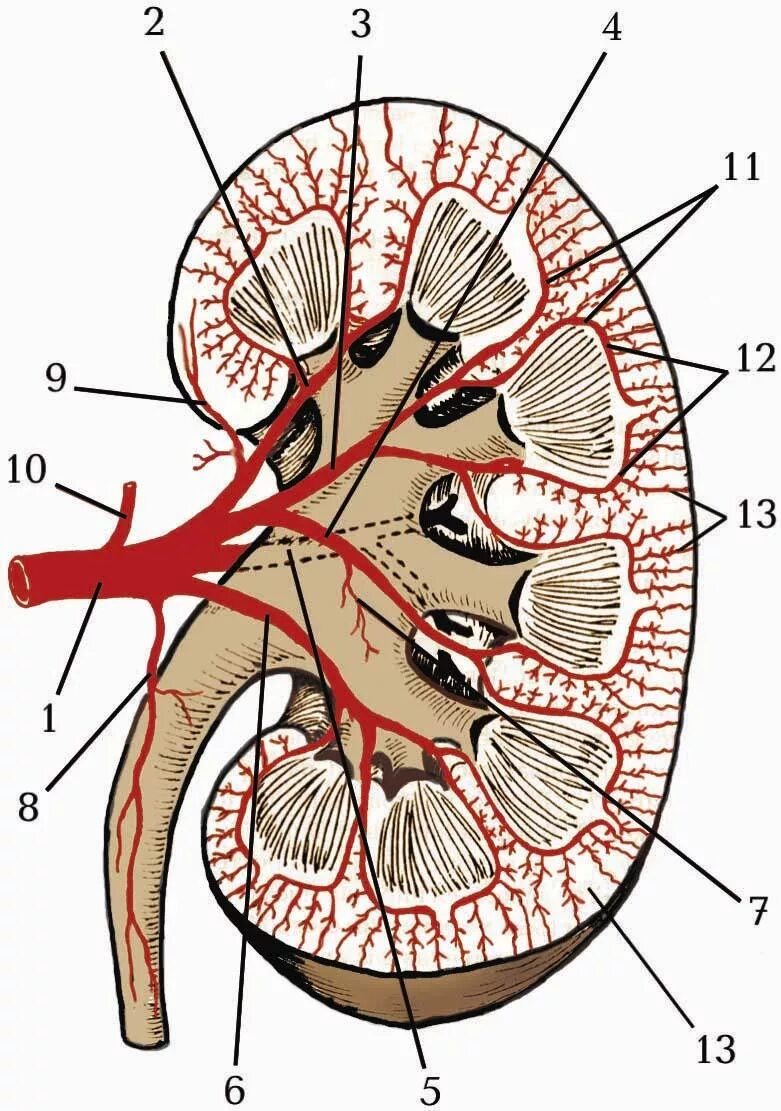 Почечные артерии анатомия. Кровоснабжение почки анатомия. Почечные сосуды анатомия. Кровоснабжение почечной артерии. Система кровообращения почек