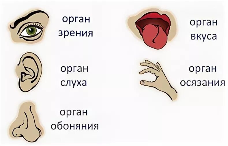 Органы слуха обоняния