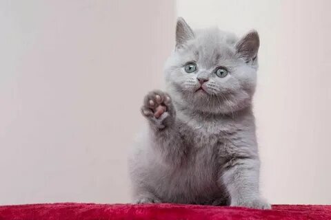 Британцы как отличить
