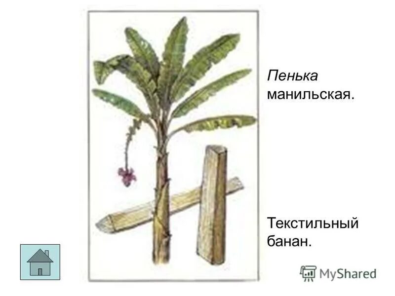 текстильный банан сканворд 5 букв. абака текстильный банан. абака текстильный банан. Abaca. абака манильская пенька.