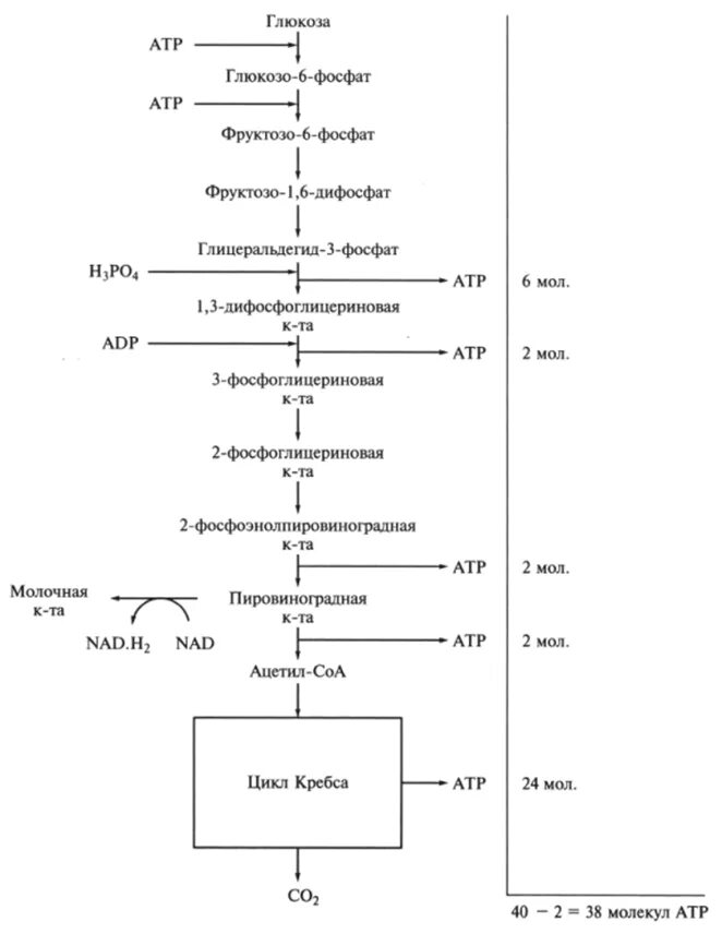 Образование атф гликолиз. Гликолиз схема процесса. Схема анаэробного гликолиза биохимия. Схема гликолиза биохимия. Гликолиз Глюкозы схема.