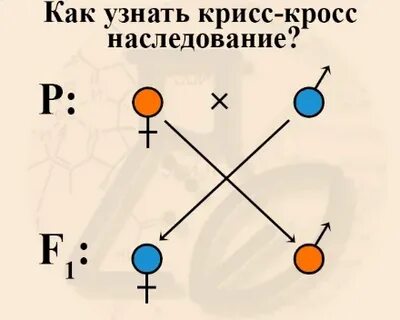 Крисс кросс наследование