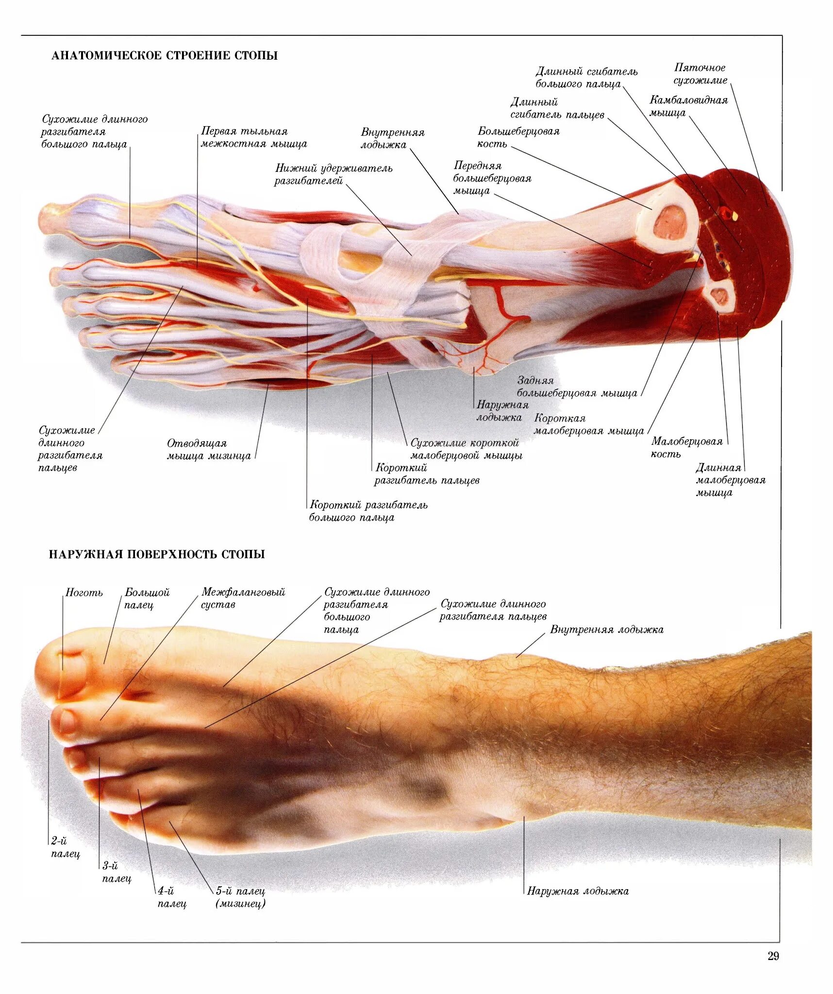 Стопа строение мышцы связки сухожилия. Анатомия стопы связки и сухожилия. Анатомия стопы человека кости мышцы связки сухожилия. Стопа анатомия строение сухожилия и мышцы.