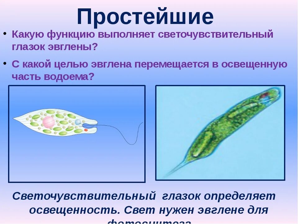 Какой органоид у эвглены зеленой. Функция светочувствительного глазка у эвглены зеленой. Светочувствительный глазок эвглены. Какую функцию выполняет светочувствительный глазок. Какую функцию выполняет светочувствительный глазок у эвглены.