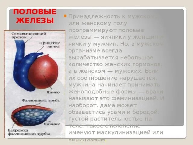 1 мужские половые железы. Половые железы презентация. Мужские половые железы называются. Строение половых желез человека.