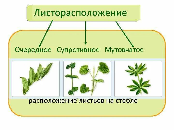 Местоположение листа. Очередное супротивное мутовчатое. Листорасположение 6 класс биология. Супротивное листорасположение. Очередное и супротивное листорасположение.