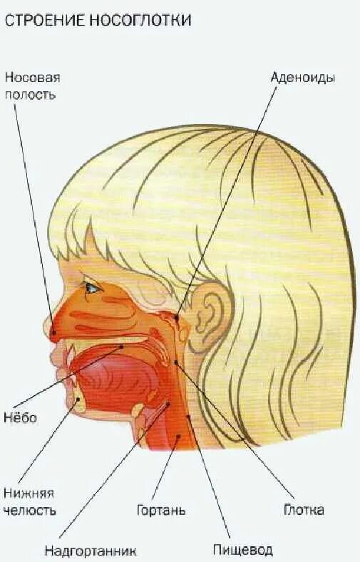 Детская гортань. Строение носоглотки у детей. Строение носоглкотки у ребёнка. Анатомия носоглотки у детей.