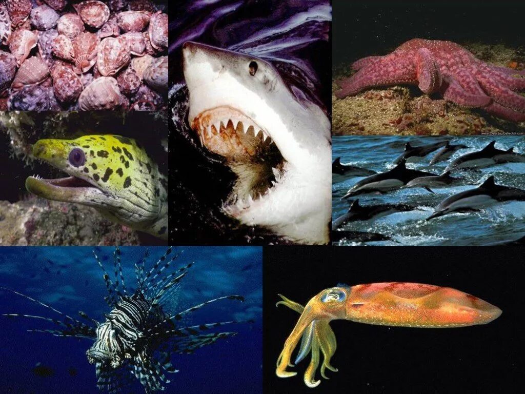 Разнообразие организмов водной среды. Организмы обитающие в воде. Обитатели водной среды обитания. Живые организмы живущие в водной среде. Обитатели водной среды 5 класс.