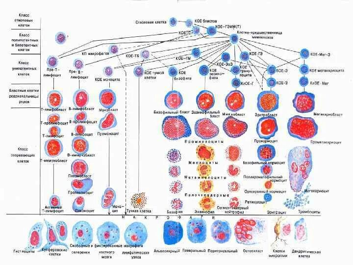 Тест кроветворение. Процесс кроветворения. Схема гемопоэза. Клетки крови схема кроветворения. Схема кроветворения гистология.