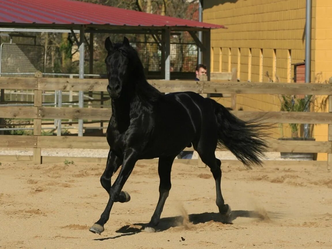 Карачаевская лошадь купить. Черная Кабардинская лошадь. Фризская лошадь. Карачаевская лошадь. Карачаевская порода лошадей.