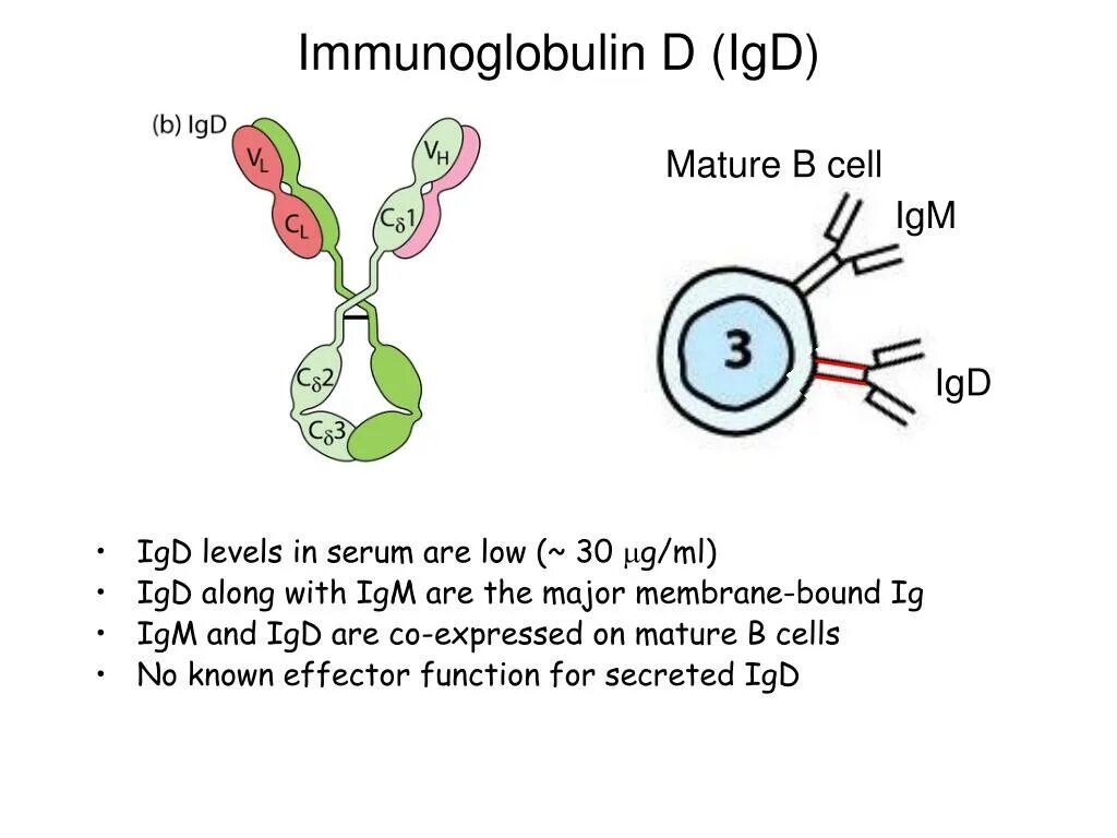 Иммуноглобулины iga igm. Иммуноглобулины класса d (IGD). Структура иммуноглобулина d. Иммуноглобулин d функции. Структура IGD.