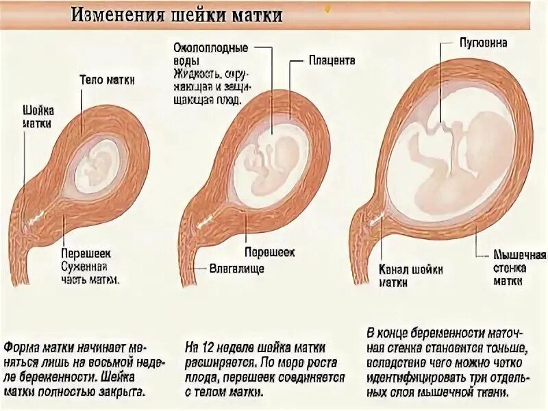 Как выглядит месячный индюшонок фото