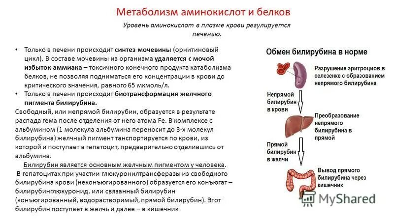 В печени происходит синтез