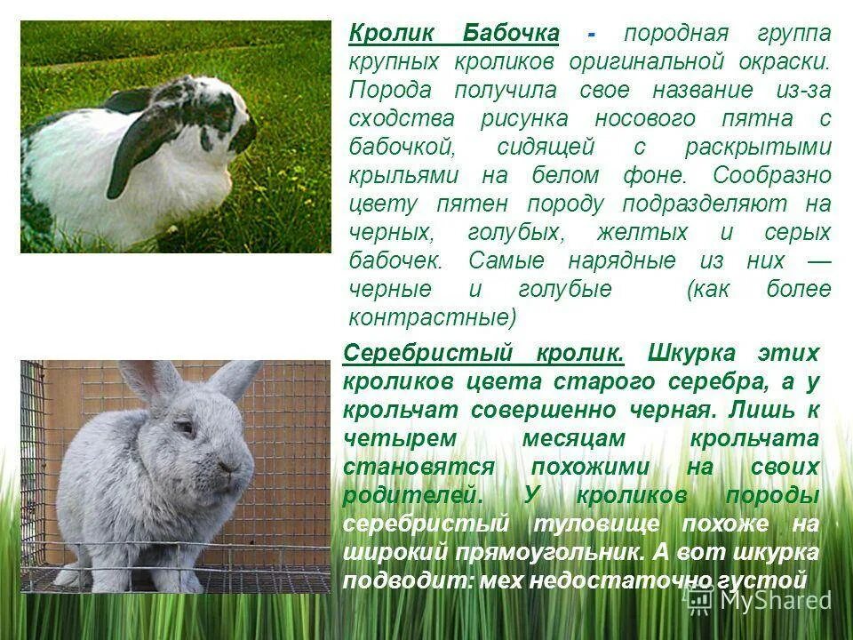 К каким животным относятся кролики. Советская шиншилла кролик характеристика. Рассказать о кролике. Сообщение о домашних кроликах. Сообщение о кролике.