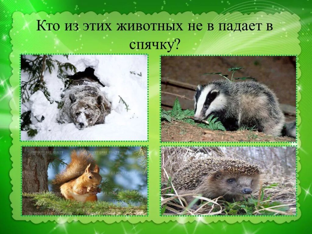Медведь еж барсук впадают в спячку. Животные которые впадают в спячку зимой. кто впадает в спячку на зиму. звери которые впадают в спячку зимой. кто из животных впадает в спячку.
