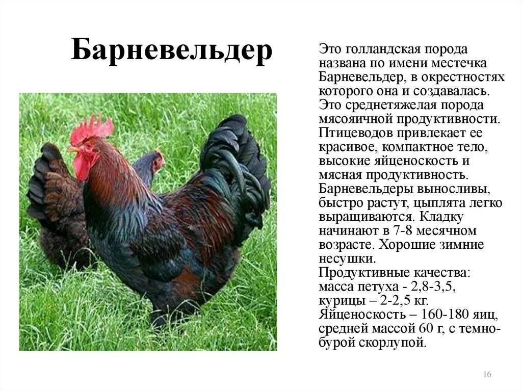 Барневельдер окрасы. Породы кур. Породы кур-несушек. Породы кур с названиями. Скрещивание кур разных пород