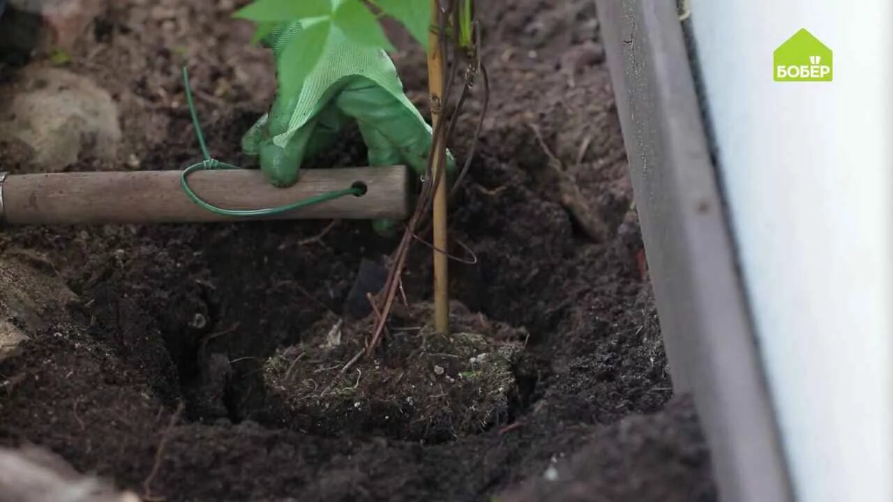 Когда открывать клематисы после зимы. Посадка клематиса. Клематис высадка в грунт. Клематис посадка в открытый грунт. Посадка клематиса весной в открытый грунт.