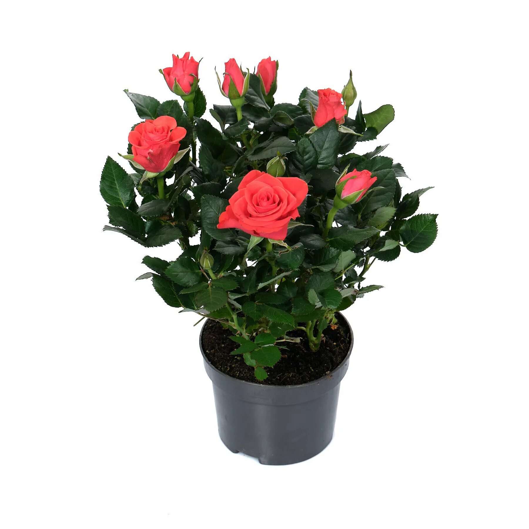 горшечная кордана. горшечная кордана. горшечная кордана. горшечная кордана. горшечная кордана.