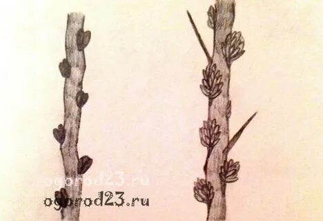 Как отличить женское дерево от мужского