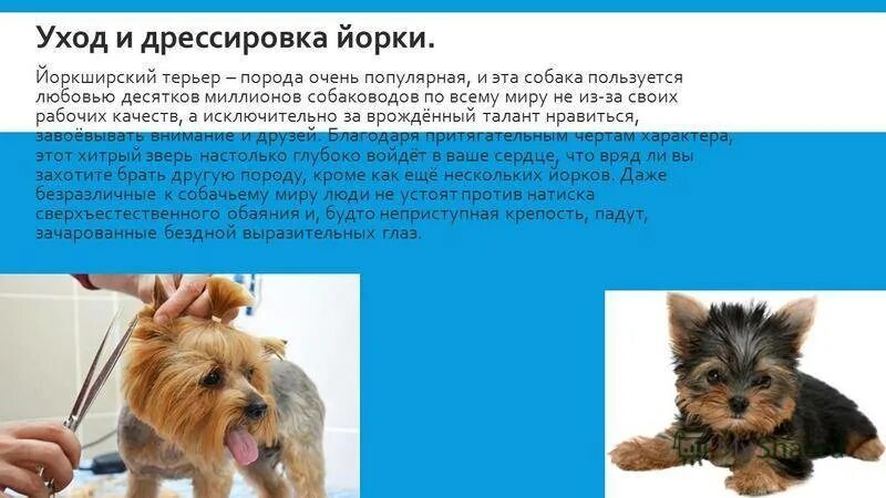 Содержание йорка. Команды для йоркширского терьера. как дрессировать йорка. факты о йорках. дрессировка йорка команды.