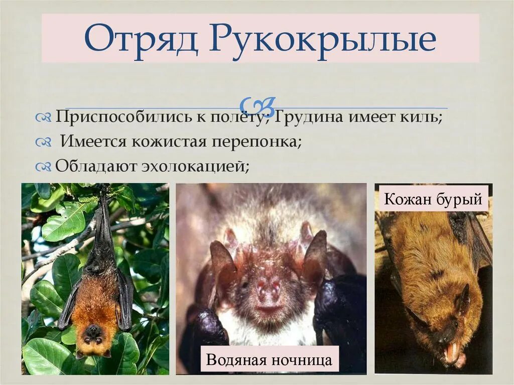 Представители какого отряда отличаются сложным поведением млекопитающих. Отряд рукокрылые. строение рукокрылых. строение рукокрылых млекопитающих. рукокрылые презентация.