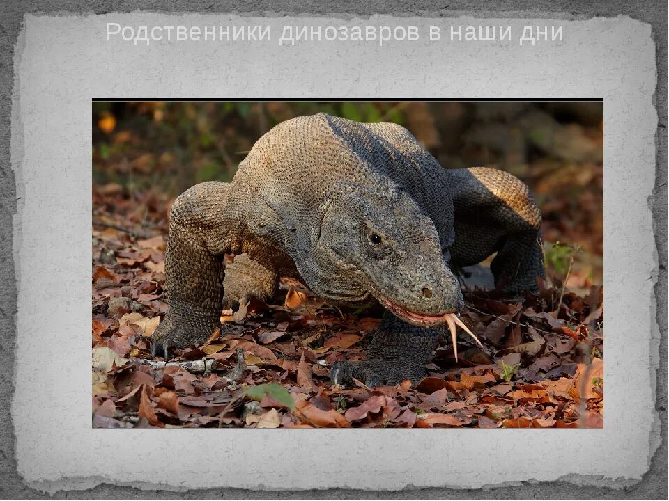 Самые близкие родственники динозавров. Самый близкий родственник динозавров. Современные потомки динозавров. Ближайший родственник динозавра