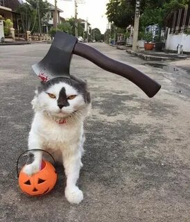 Кот с ключом