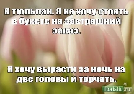 Хотел бы я тюльпаном быть парить орлом