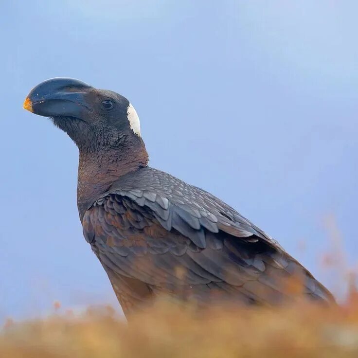 Billy raven. Raven thick. Хохлатый толстоклювый голубь. Бронзовый ворон. Billy raven.