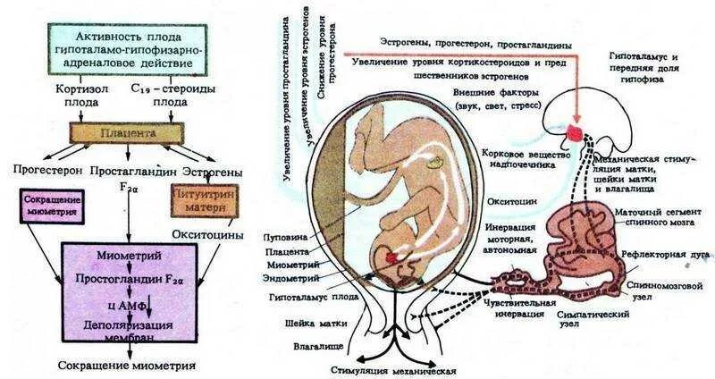 Физиологические беременность и роды. Гормоны плаценты схема. Схема развития родовой деятельности. Гормоны беременности перед родами. Изменения в организме беременной схема.