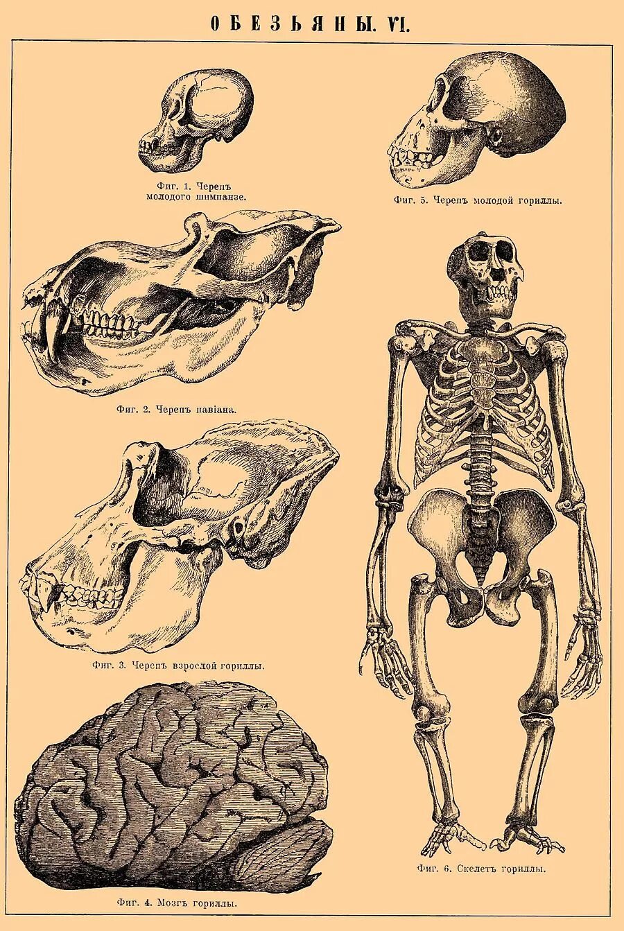 Мозг гориллы и человека. Строение черепа человека и человекообразной обезьяны. Обезьяна скелет анатомия. Череп человекообразной обезьяны. Череп шимпанзе анатомия.