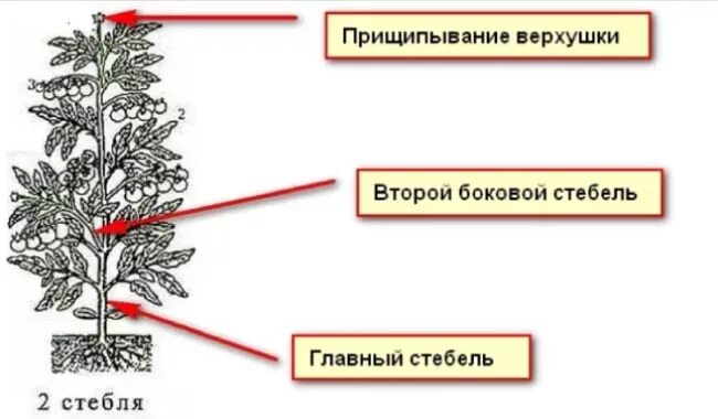 Томаты в 2 3 стебля. Формирование томатов в 2-3 стебля схема. пасынкование помидор в 2 стебля. формирование томатов в 2 стебля схема. схема формирования томатов в три стебля.