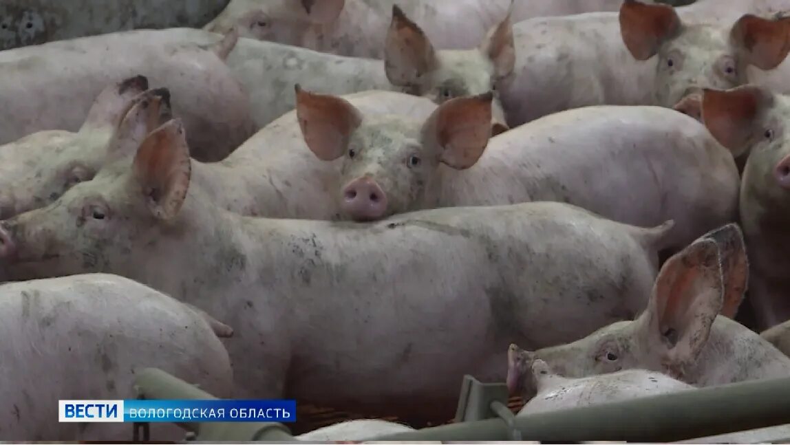 Ачс в краснодарском крае 2025