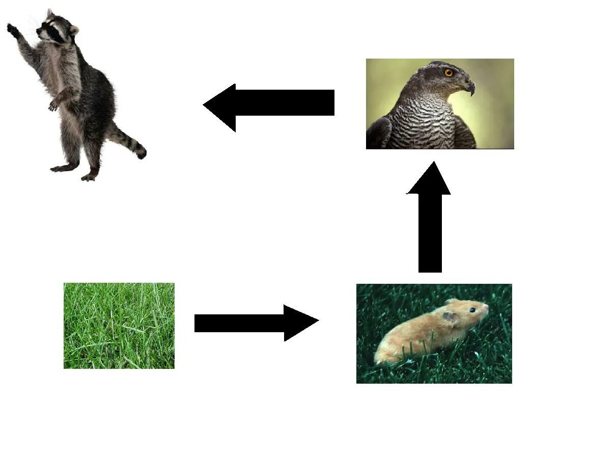 Цепи питания пшеница полевка уж енот правильно. Детритная цепь питания. Цепи питания пшеница полевка уж енот правильно. Полевка цепь питания. Биология 3 пищевые цепочки.