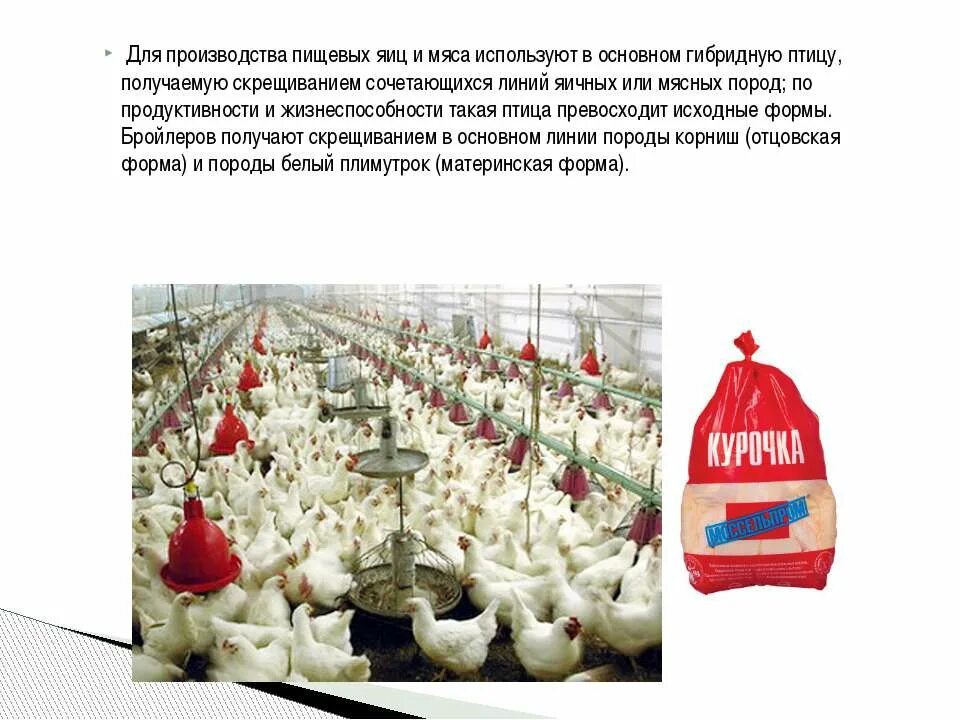 Продукты получаемые от птиц. Схема производства мяса бройлеров. Технология производства яиц и мяса. Технологии птицеводства. Производство птицы.