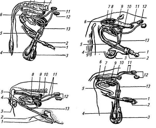 Половая система самцов анатомия животных. Строение половой системы самцов СХ животных. Половые органы хряка строение. Строение половой системы хряка. 4 penis