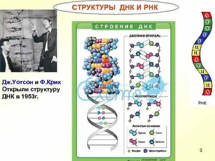 Кто открыл днк