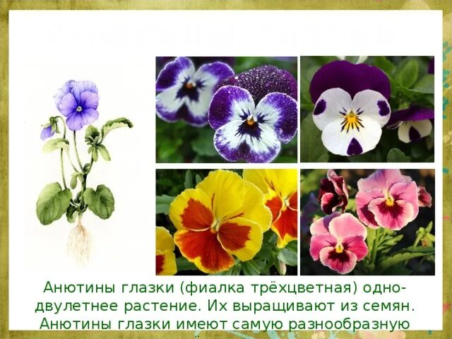 Фиалка трехцветная тип плода сухой или сочный. Фиалка трехцветная семена. фиалка трехцветная паспорт растения. фиалка трехцветная паспорт растения 2 класс. трава анютины глазки.