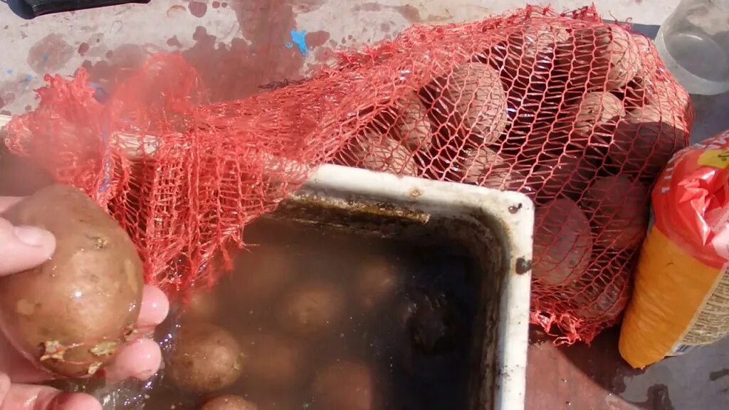 Черенкуем георгины клубневые. Георгин корень. Лук перед посадкой замочить в марганцовке. Клубень глоксинии. Клубни георгинов.