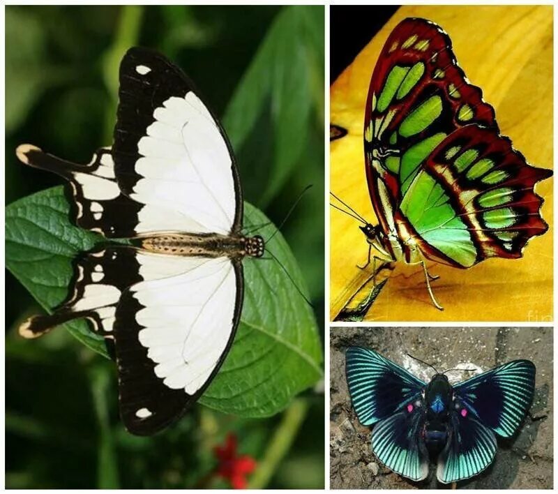 Крылья бабочки. Необычные бабочки. Бабочки с интересным окрасом. Бабочку зовут берта. Стеклянная бабочка грета ото.