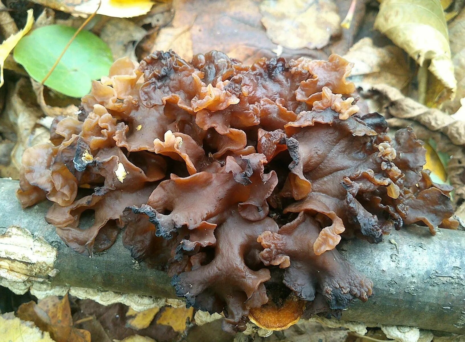 Дрожалка Лиственная Phaeotremella frondosa. Гриб тремелла фукусовидная. Дрожалка оранжевая гриб. Дрожалка бахромчатая.