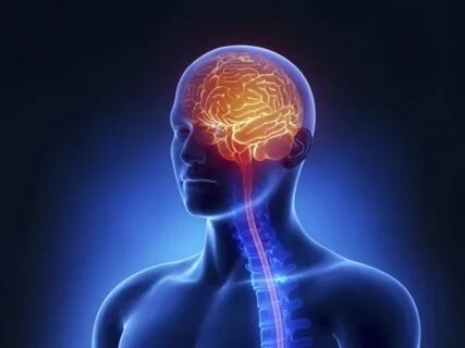 Для поддержки нервной системы
