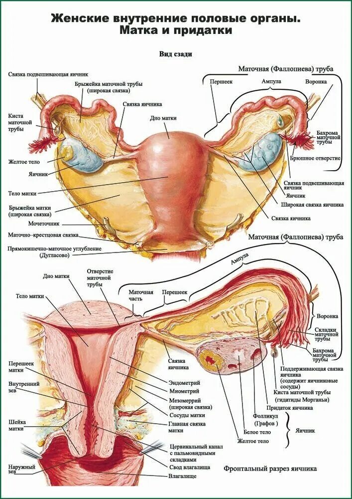 Где матка и яичники. Женские внутренние органы. Внутренние женские половые органы. Анатомия женских внутренних половых органов. Строение женских.половых органов внутренних.