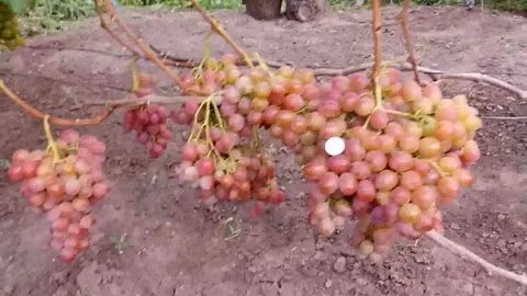 Виноград золотистый юбилей